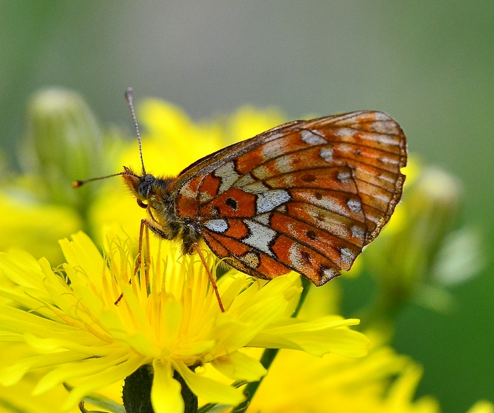 Il Velebit e le sue farfalle